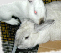 Cece and Abby2