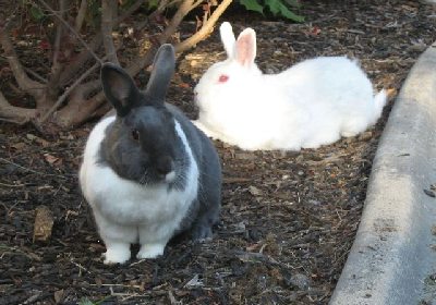 Simon and Oliver